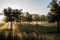 Sonnenstrahlen scheinen durch einen Obstgarten. von Arthur Puls Photography Miniaturansicht