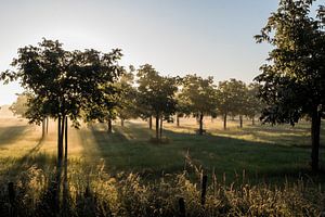 Sonnenstrahlen scheinen durch einen Obstgarten.