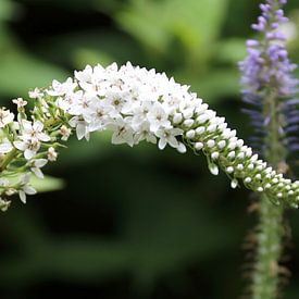 25 Jochumhof Witte troswederik van JacArt Prints