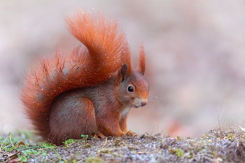 rotes Eichhörnchen