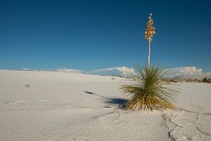 White Sands National Park New Mexico