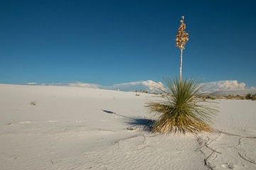 White Sands National Park New Mexico van Gert Hilbink