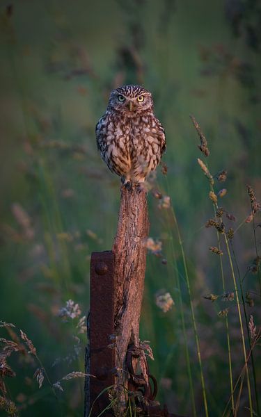 little owl by Andy van der Steen - Fotografie
