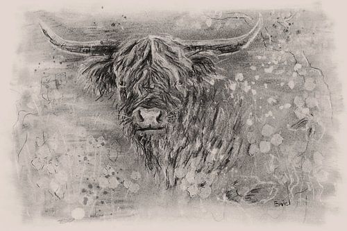 Schotse hooglander houtskool tekening