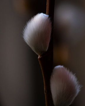 Catkins by Gerda Hoogerwerf