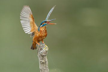 Kingfisher by Menno Schaefer