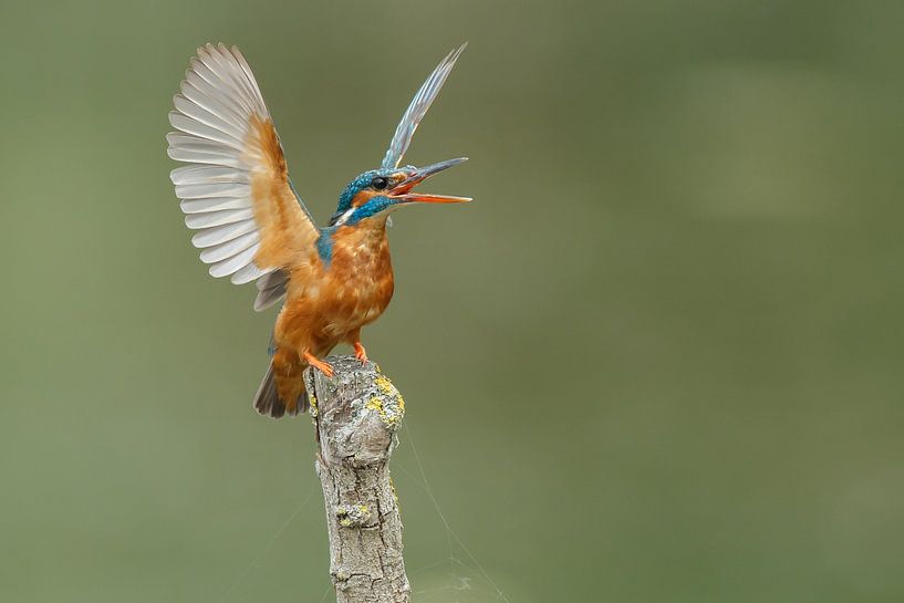 Martin-pêcheur par Menno Schaefer