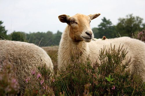 Leven op de Heide – Een Schaap als Spiegel van de Natuur