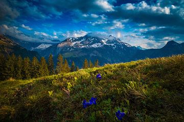 ALPENBLUMEN von Simon Schuhmacher