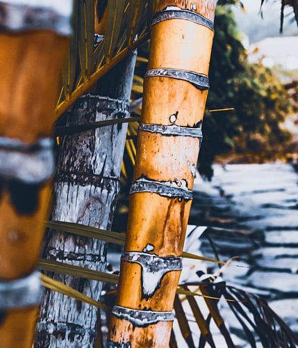 Palmbomen La Isla Bonita