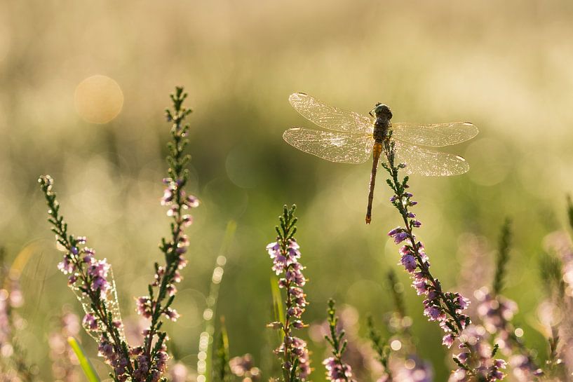 Darter in bright backlight by Francois Debets