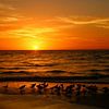 Gulls Gather On The Beach At Sunset - Möwen treffen sich bei Sonnenuntergang am Strand von Christiane Schulze