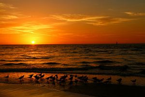 Gulls Gather On The Beach At Sunset - Möwen treffen sich bei Sonnenuntergang am Strand
