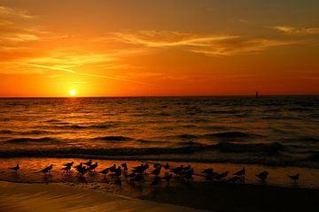 Meeuwen verzamelen op het strand bij zonsondergang - Meeuwen ontmoeten elkaar bij zonsondergang op h van Christiane Schulze