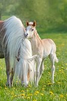 Haflinger veulen naast zijn moeder