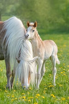 Haflinger Foal beside its Mom