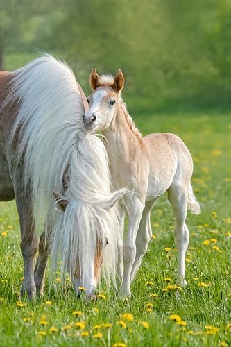 Haflinger Fohlen neben seiner Mutter