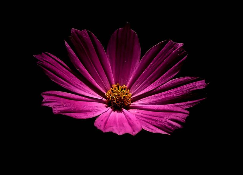 Rosa denken von erikaktus gurun
