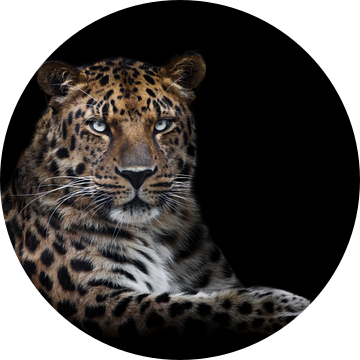 het krachtige dier luipaard zit majestueus rechtop en trots, geïsoleerde zwarte achtergrond van Michael Semenov