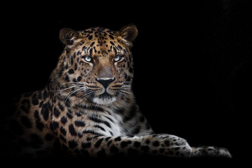 mächtige Tier Leopard majestätisch sitzt aufrecht und stolz, isoliert schwarzen Hintergrund von Michael Semenov
