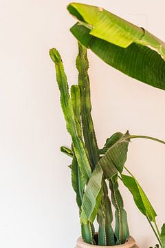 Grüner Kaktus vor weißer Wand | Spanien Javea | Reisefotografie von Lisa Bocarren