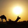 India - Camels relaxing in desert van Carina Buchspies