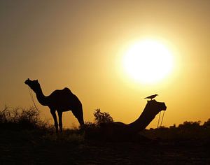 Chameaux dans le désert au coucher du soleil