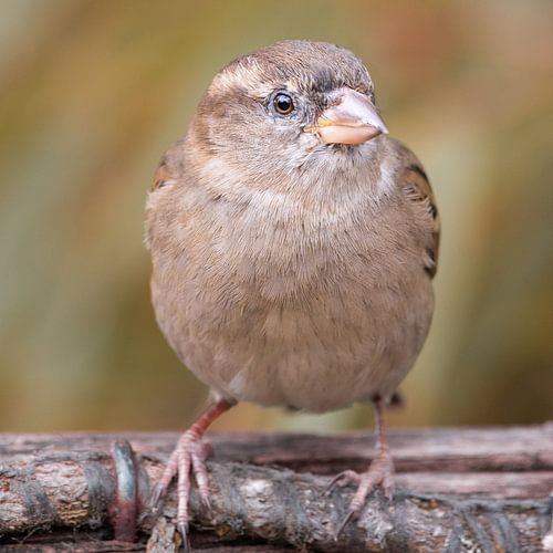 The Sparrow in Full Glory