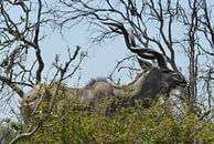Kudu Kruger Park by Daisy Janssens thumbnail