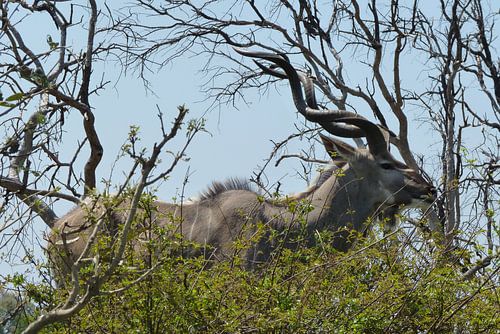 Kudu Kruger Park