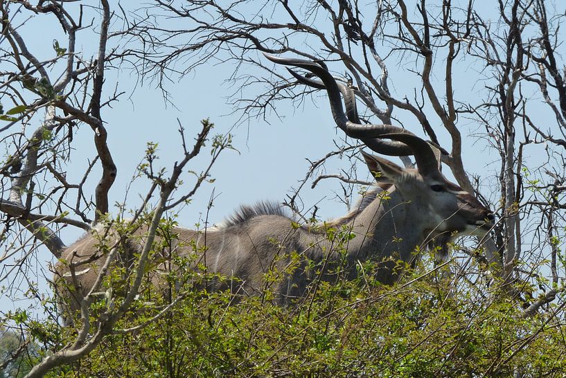Kudu Kruger Park by Daisy Janssens