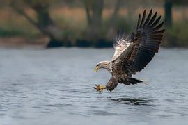 White tailed eagle (Haliaeetus albicilla). by Albert Beukhof