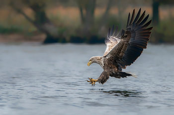 Europese Zeearend (Haliaeetus albicilla).