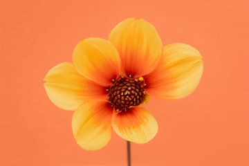 Amour des dahlias's 8 : Rayon de soleil Feu de lune sur Cindy Mulder