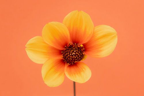 Amour des dahlias's 8 : Rayon de soleil Feu de lune