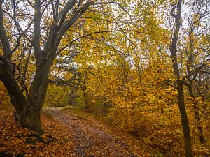 Herbstliche Farben im Wald