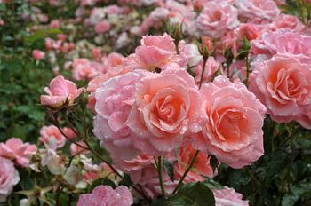 Rosa ‘Kate Sheppard’ rose