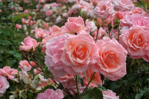 Rosa ‘Kate Sheppard’ rose