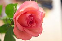 Roze roos