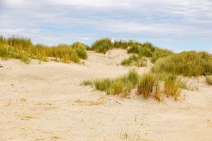 Dünenlandschaft Niederlande