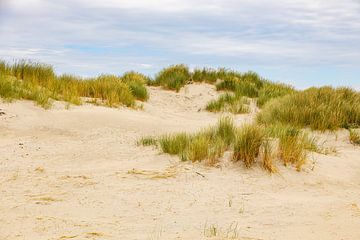 Dune landscape Netherlands