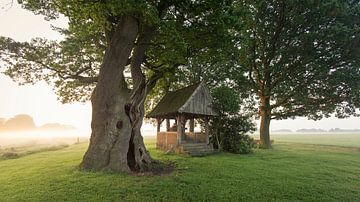 Morning at the Kroezeboom by Vincent Croce