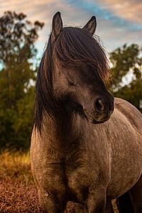 Cheval sauvage, Posbank sur Nynke Altenburg