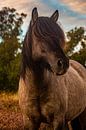 Wild paard, Posbank van Nynke Altenburg thumbnail