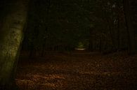 Het Donkere Bospad by DoDiLa Foto's thumbnail