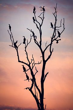 Voorafgaand aan de Sunset, Niklas Rosenkilde van 1x