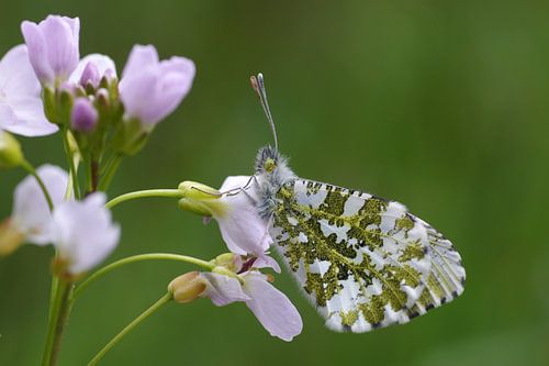 Vlinder Aurora vlinder op beemdschuimkruid