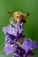 Schwebfliege