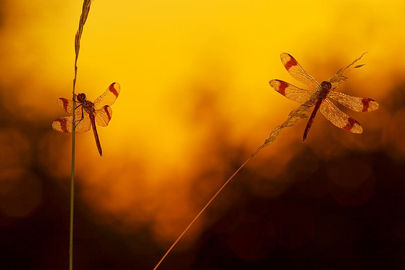 Banderolierungen bei Sonnenaufgang von Jeroen Stel