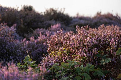 Violettes Heidekraut